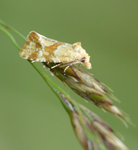 Aethes hartmanniana
